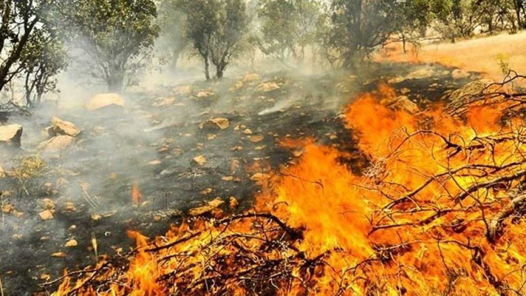 تخریب ۴۵ هزار هکتار از جنگل‌های ایران طی دو سال